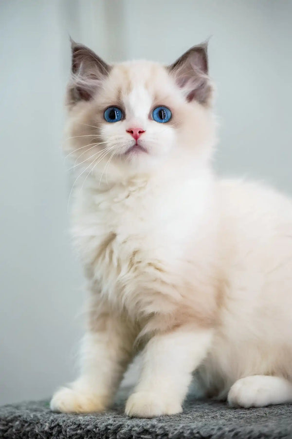 Gloria | ragdoll kitten