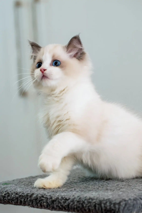 Gloria | ragdoll kitten