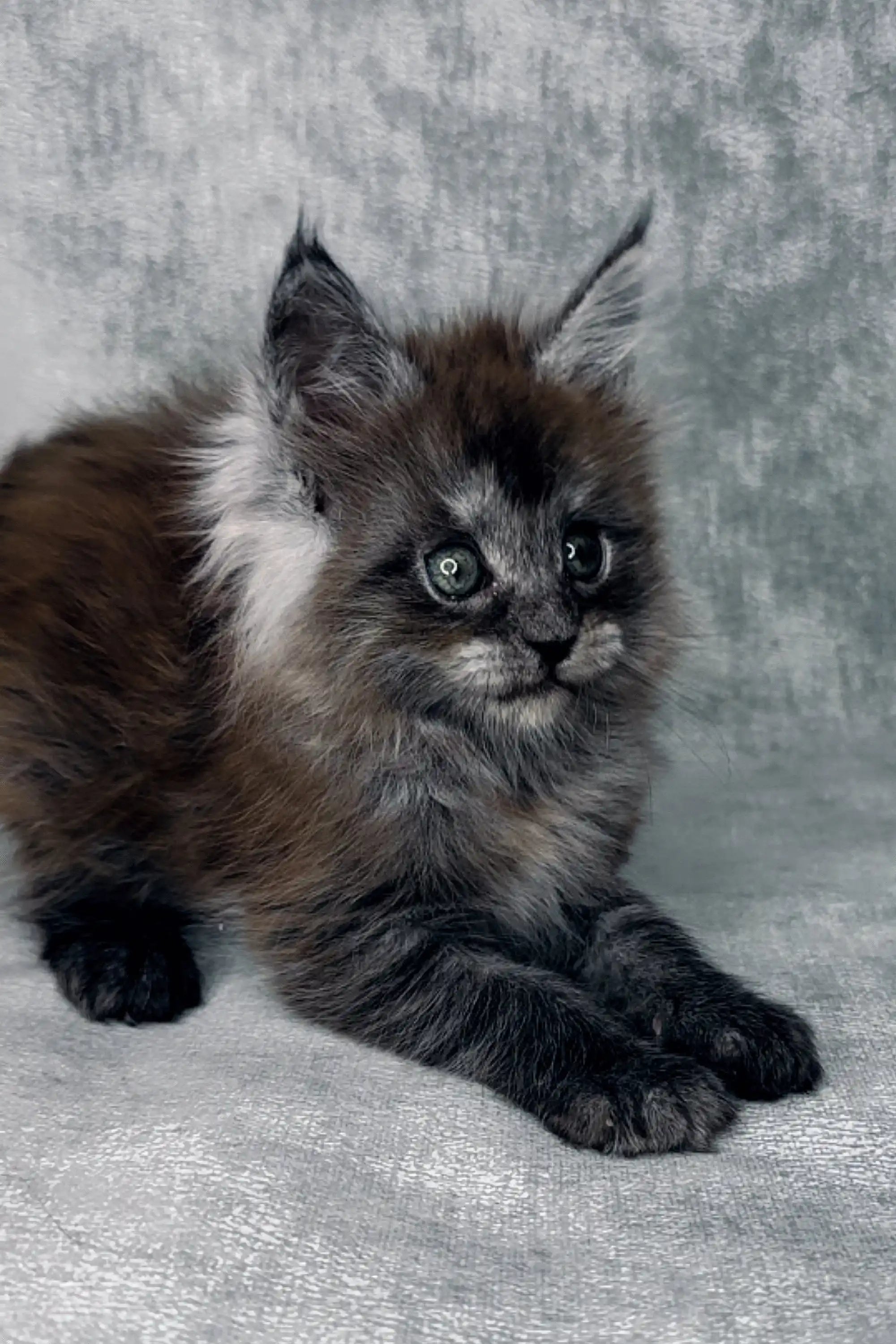 Maine Coon Kittens for Sale Gloriya | Kitten