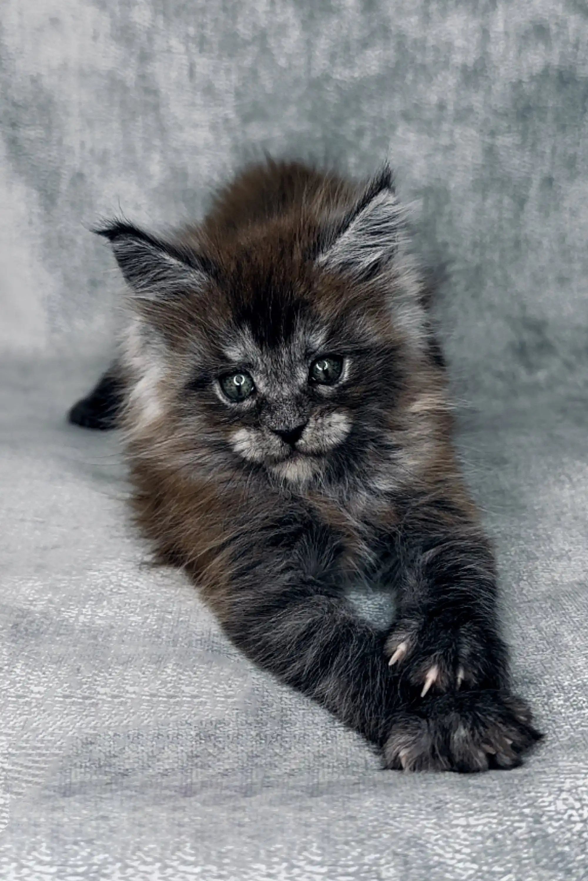 Maine Coon Kittens for Sale Gloriya | Kitten