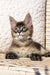 Tabby Maine Coon kitten with big ears lounging in a wicker chair