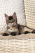 Fluffy gray tabby Maine Coon kitten lounging cutely on a woven surface