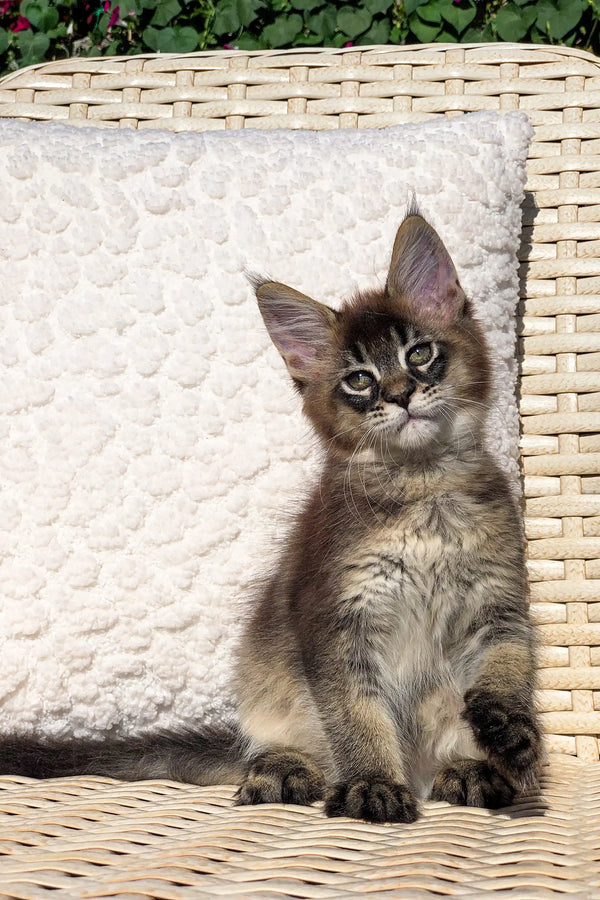 Fluffy gray Maine Coon kitten lounging on a woven chair with a white cushion