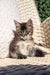 Fluffy gray and white Maine Coon kitten chillin on a woven chair