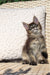 Adorable Maine Coon kitten lounging on woven surface beside a white pillow