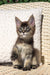 Maine Coon kitten sitting upright on a stylish wicker chair, looking adorable