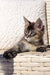 Gray and brown tabby Maine Coon kitten lounging on a cozy woven surface