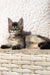 Fluffy gray Maine Coon kitten lounging cutely on a woven surface