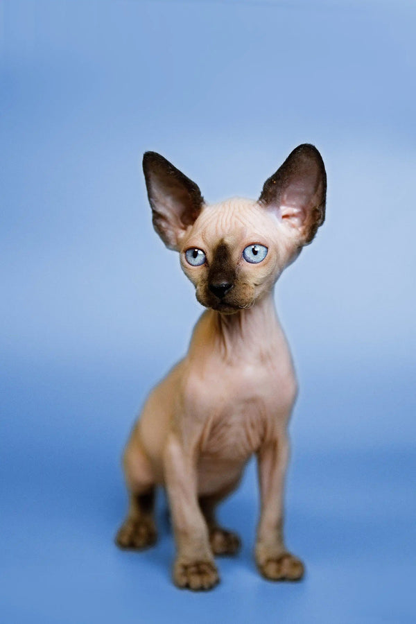 Hairless Sphynx Cats & Kittens for Sale Glory | Kitten