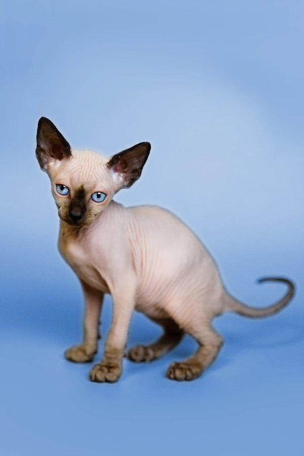 Adorable Hairless Siamese Sphynx Kitten with bright blue eyes and big ears