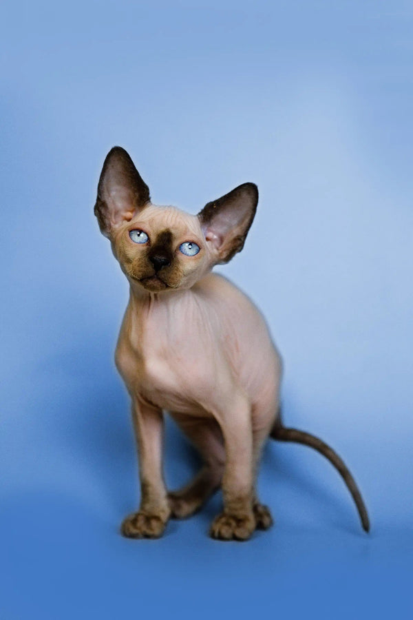 Hairless Sphynx kitten with big ears and striking blue eyes, perfect for cuddles
