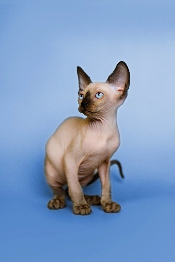 Adorable Hairless Sphynx kitten with blue eyes sitting upright in Glory product