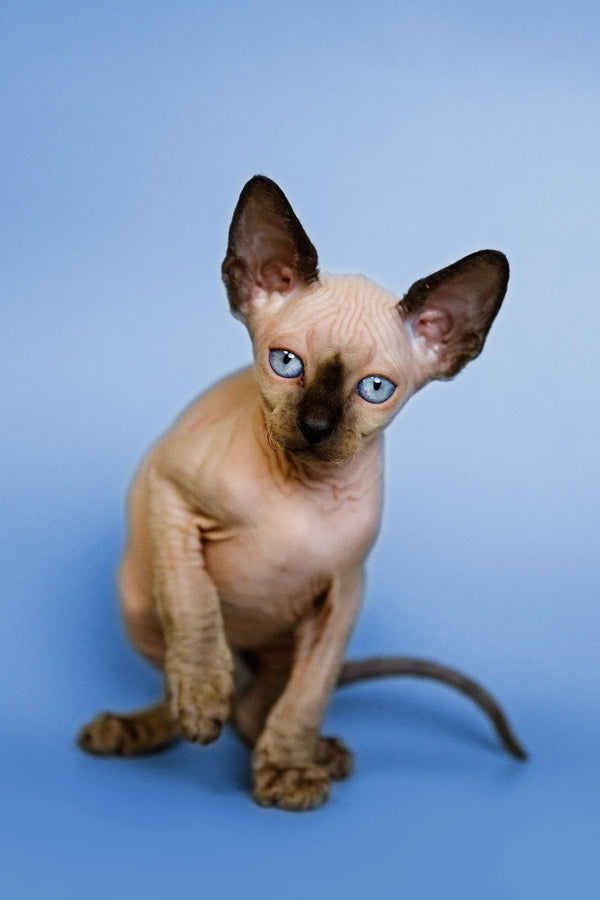 Adorable Hairless Sphynx kitten named Glory with stunning blue eyes and wrinkled skin