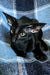 Black cat with yellow-green eyes, perfect for the Godwin Peterbald collection