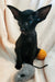 Black kitten with large ears playing with toy mice in Godwin Peterbald product display