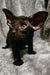 Black cat with large ears and bright eyes, perfect for Godwin Peterbald lovers