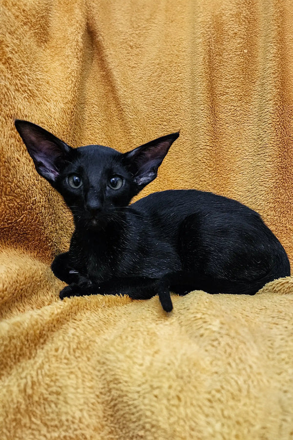 Black cat with big ears lounging on gold fabric, perfect for Godwin Peterbald lovers