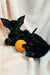 Black kitten playing with a yellow toy ball from Godwin Peterbald collection