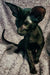 Cute Black kitten with big ears and green eyes from Godwin Peterbald collection