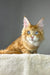Golden boy | maine coon kitten