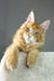 Golden boy | maine coon kitten