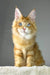 Golden boy | maine coon kitten
