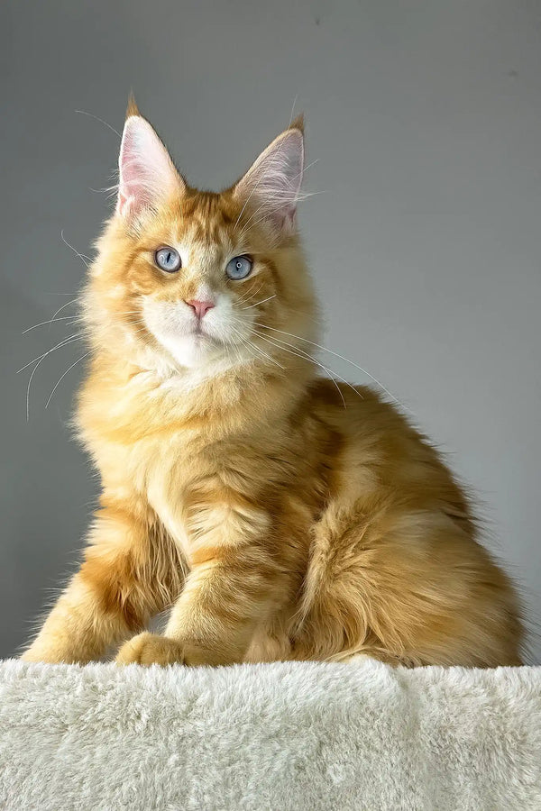 Golden boy | maine coon kitten