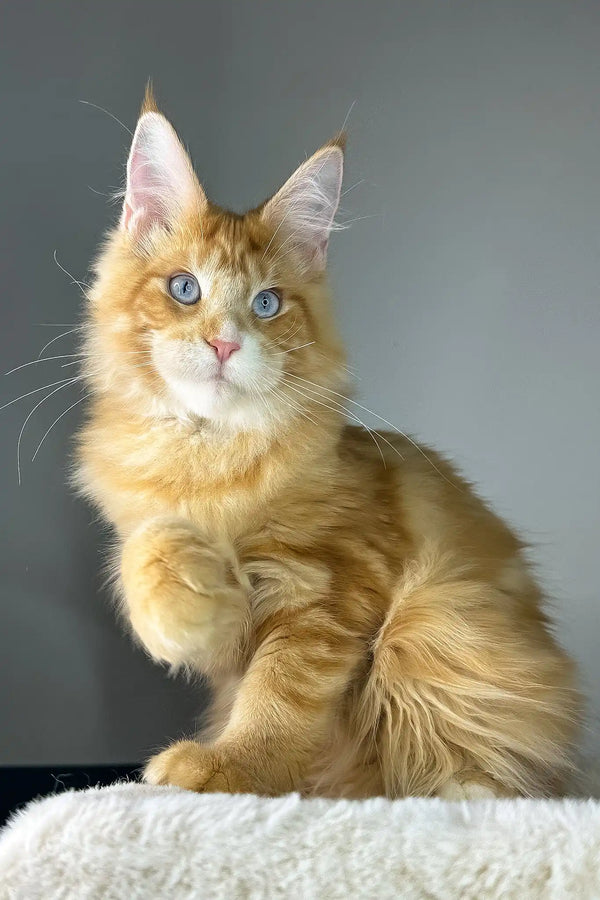 Golden boy | maine coon kitten
