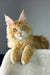 Golden boy | maine coon kitten