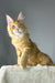 Golden boy | maine coon kitten