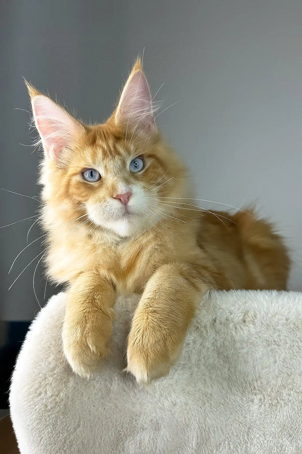 Golden boy | maine coon kitten