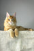 Golden boy | maine coon kitten