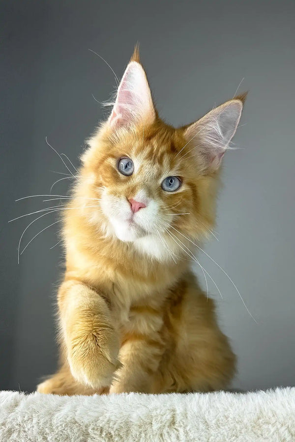 Golden boy | maine coon kitten