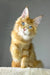 Golden boy | maine coon kitten
