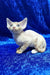 Golden | devon rex kitten