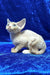 Golden | devon rex kitten