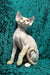 Golden | devon rex kitten