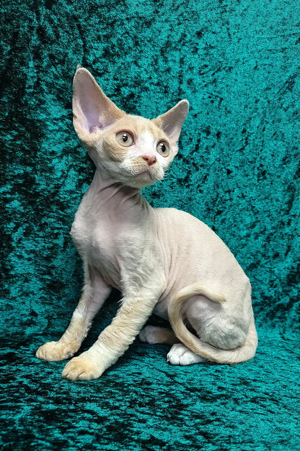 Golden | devon rex kitten