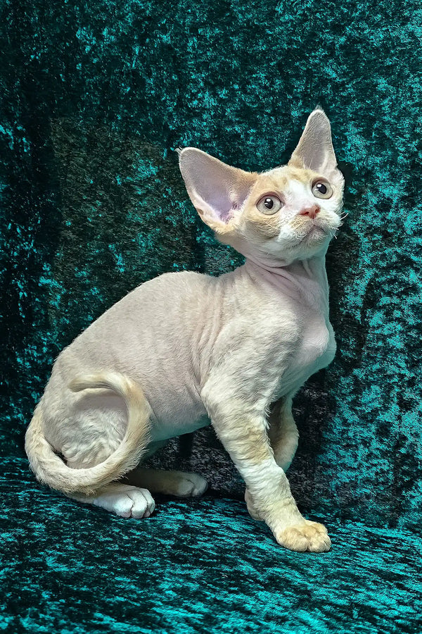 Golden | devon rex kitten