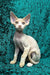Golden | devon rex kitten