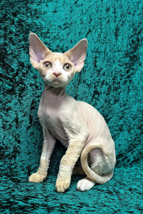 Golden | devon rex kitten