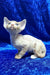 Golden | devon rex kitten