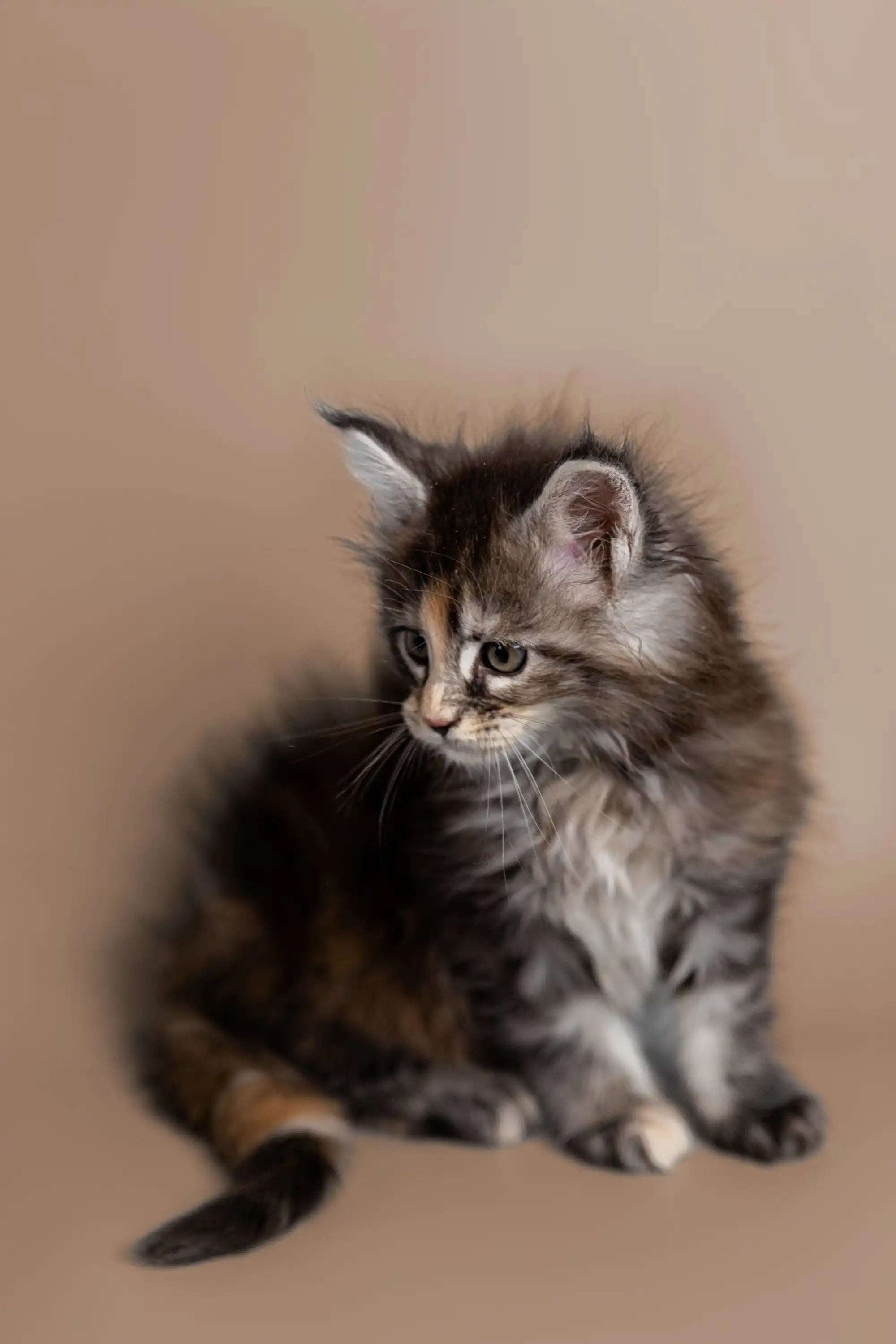 AVADA - Best Sellers Golubka | Maine Coon Kitten