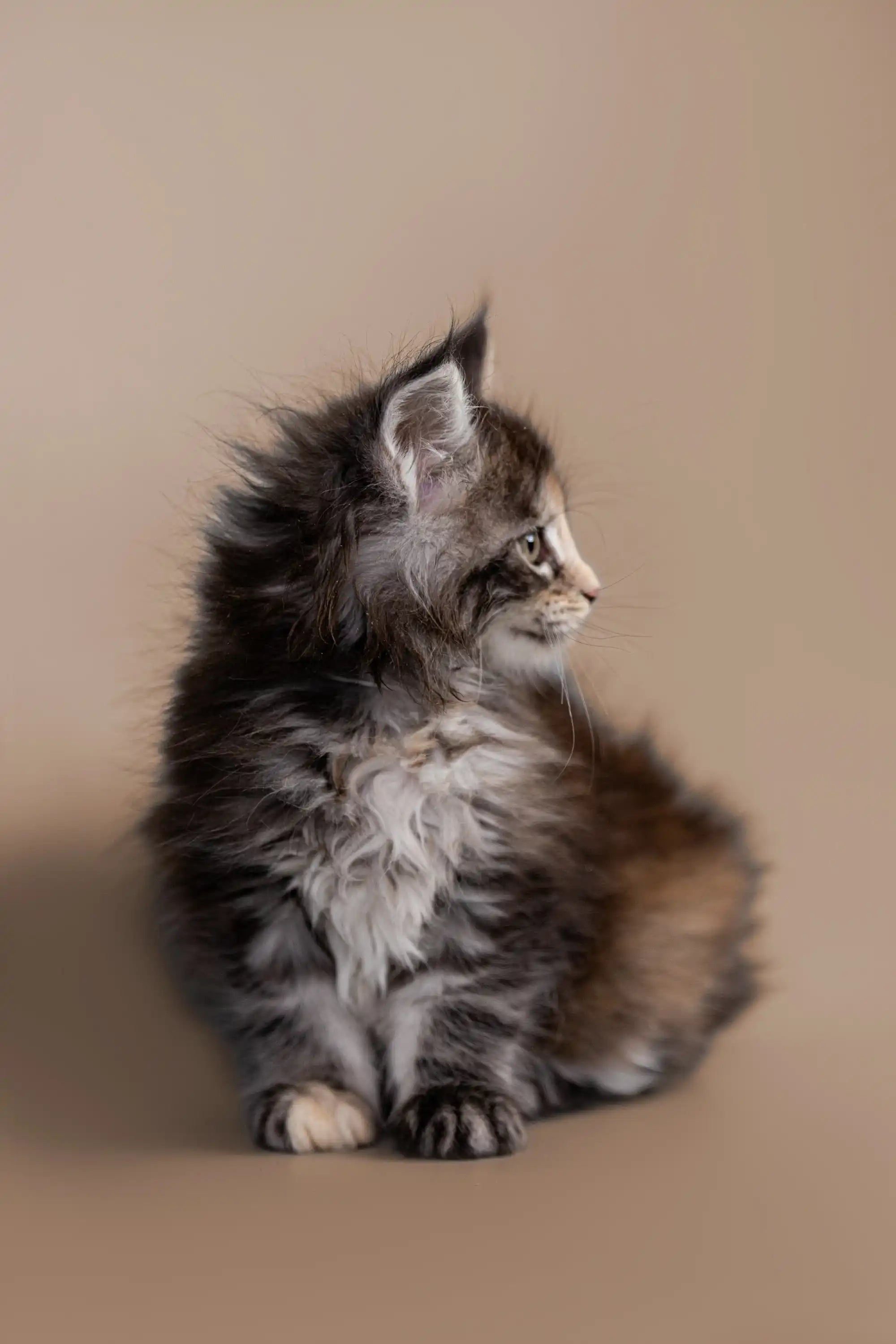 AVADA - Best Sellers Golubka | Maine Coon Kitten