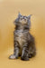 Fluffy gray Maine Coon kitten sitting upright and gazing upwards adorably