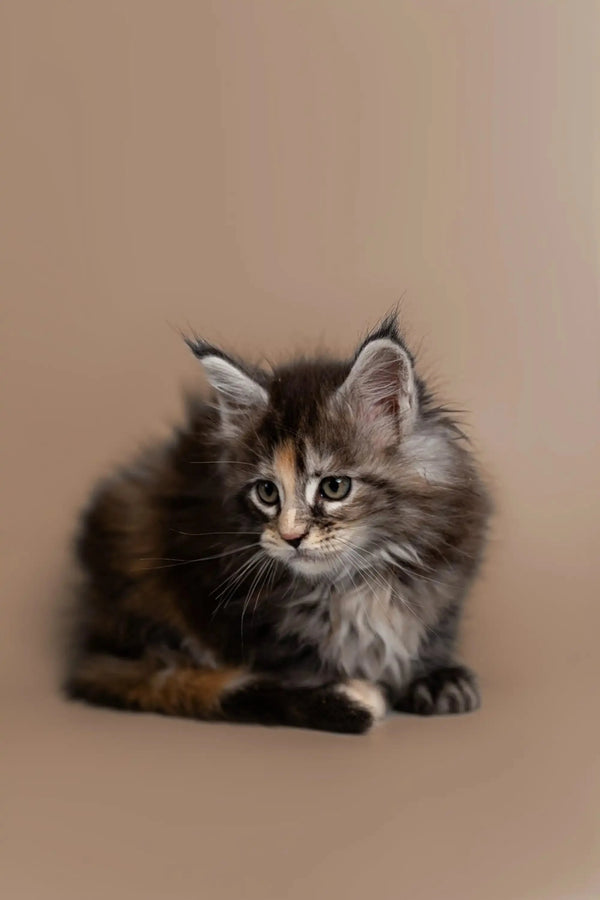 Fluffy gray Maine Coon kitten with alert eyes and perked ears ready for adventure