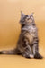 Fluffy gray Maine Coon kitten sitting upright and looking up with curious eyes