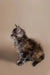 Fluffy gray and brown tabby Maine Coon kitten with an alert expression sitting proudly