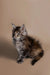 Fluffy gray and brown tabby Maine Coon kitten with alert eyes for Golubka