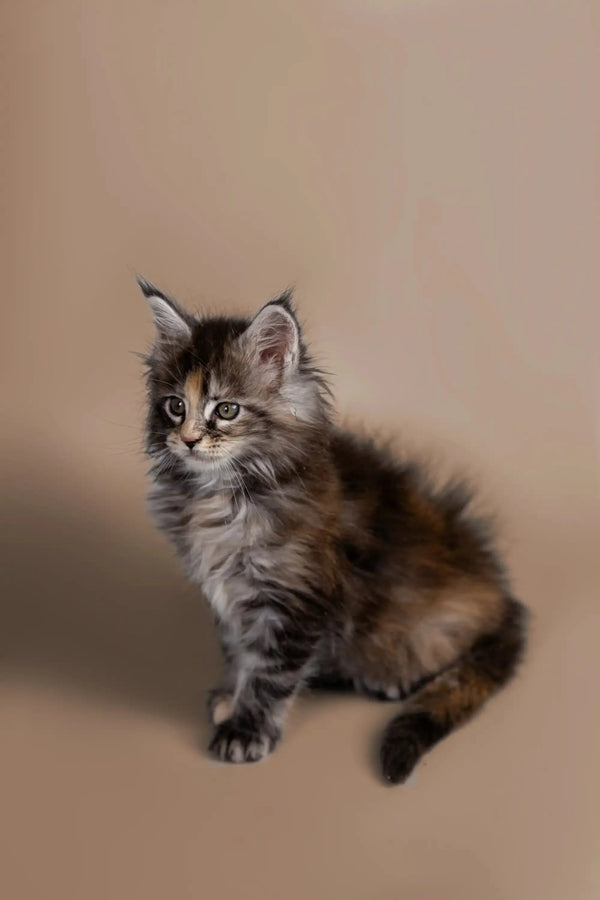 Fluffy gray and brown tabby Maine Coon kitten with alert eyes for Golubka